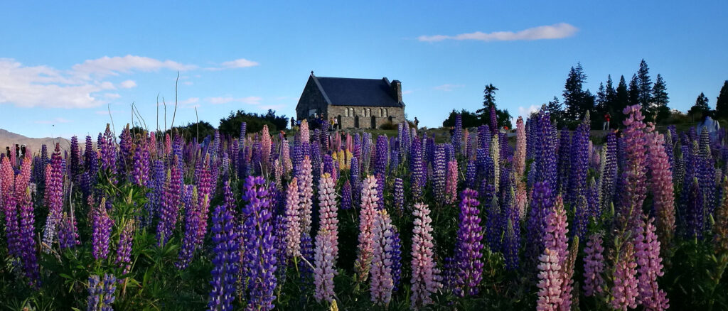 Lupins surrounding the Church of the Good Shepherd