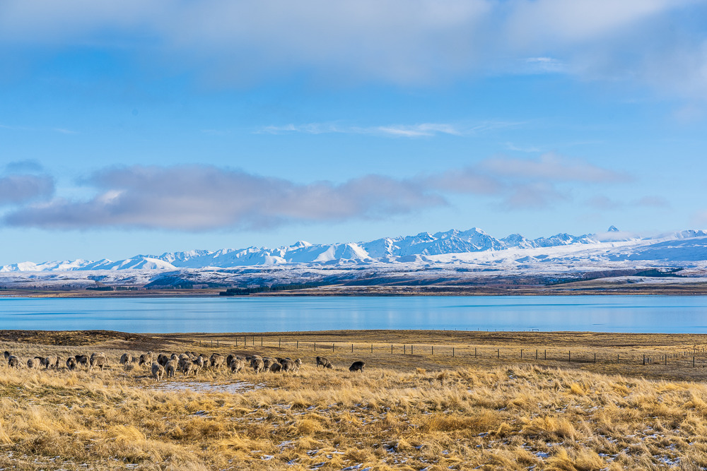 Lake Tekapo © Hollie Woodhouse