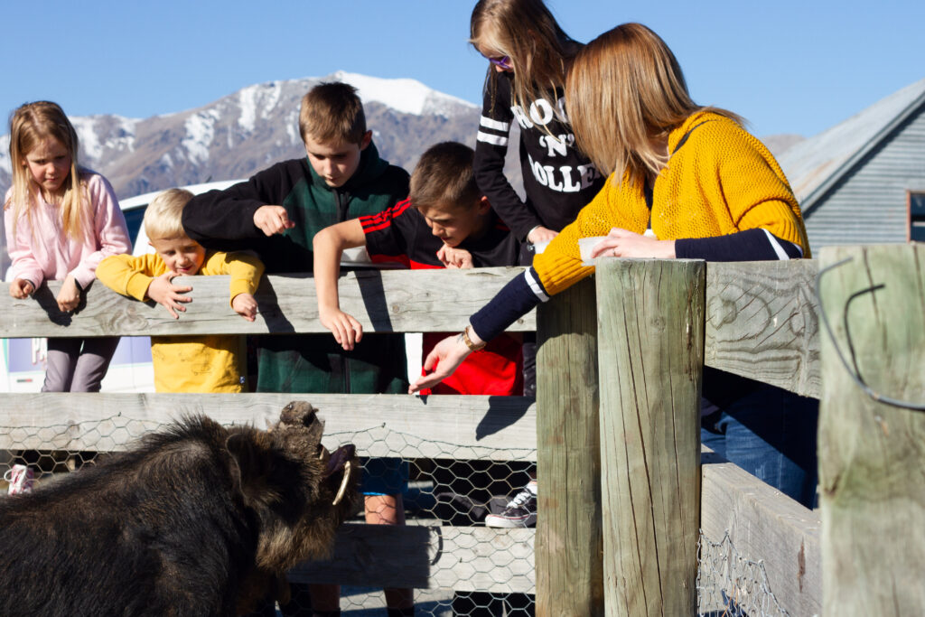 Whiskey the pig © Lake Tekapo Farm Tours