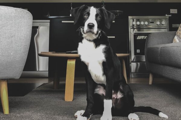 Pet friendly cottages i Lake Tekapo