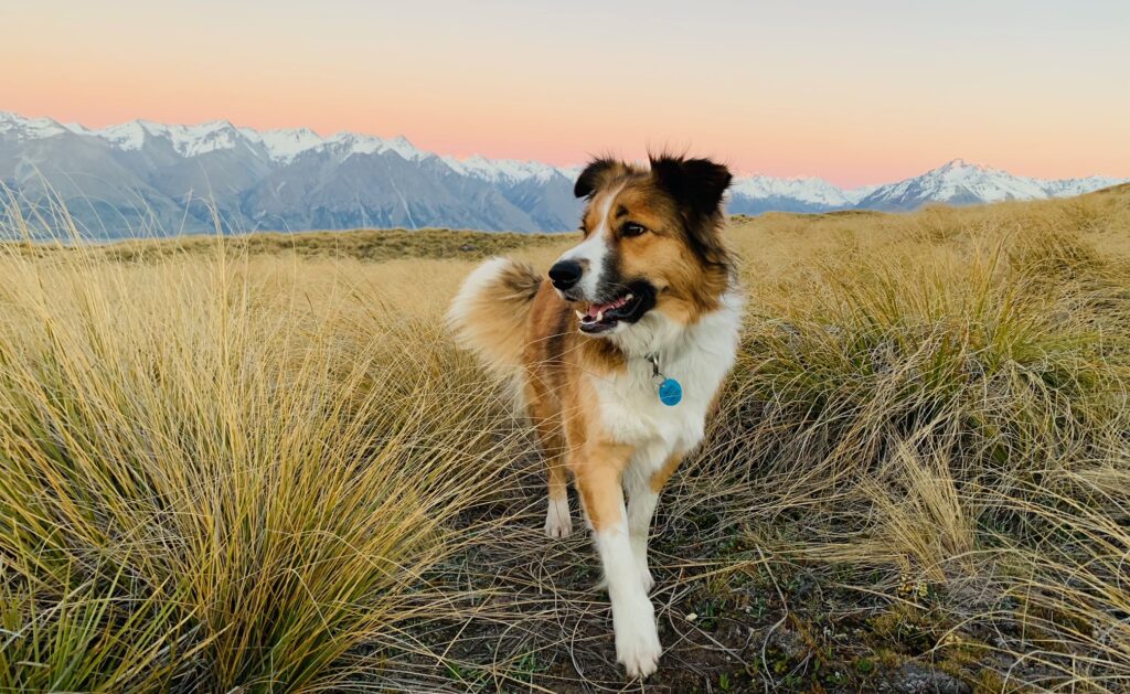 Happy pouch in Lake Tekapo