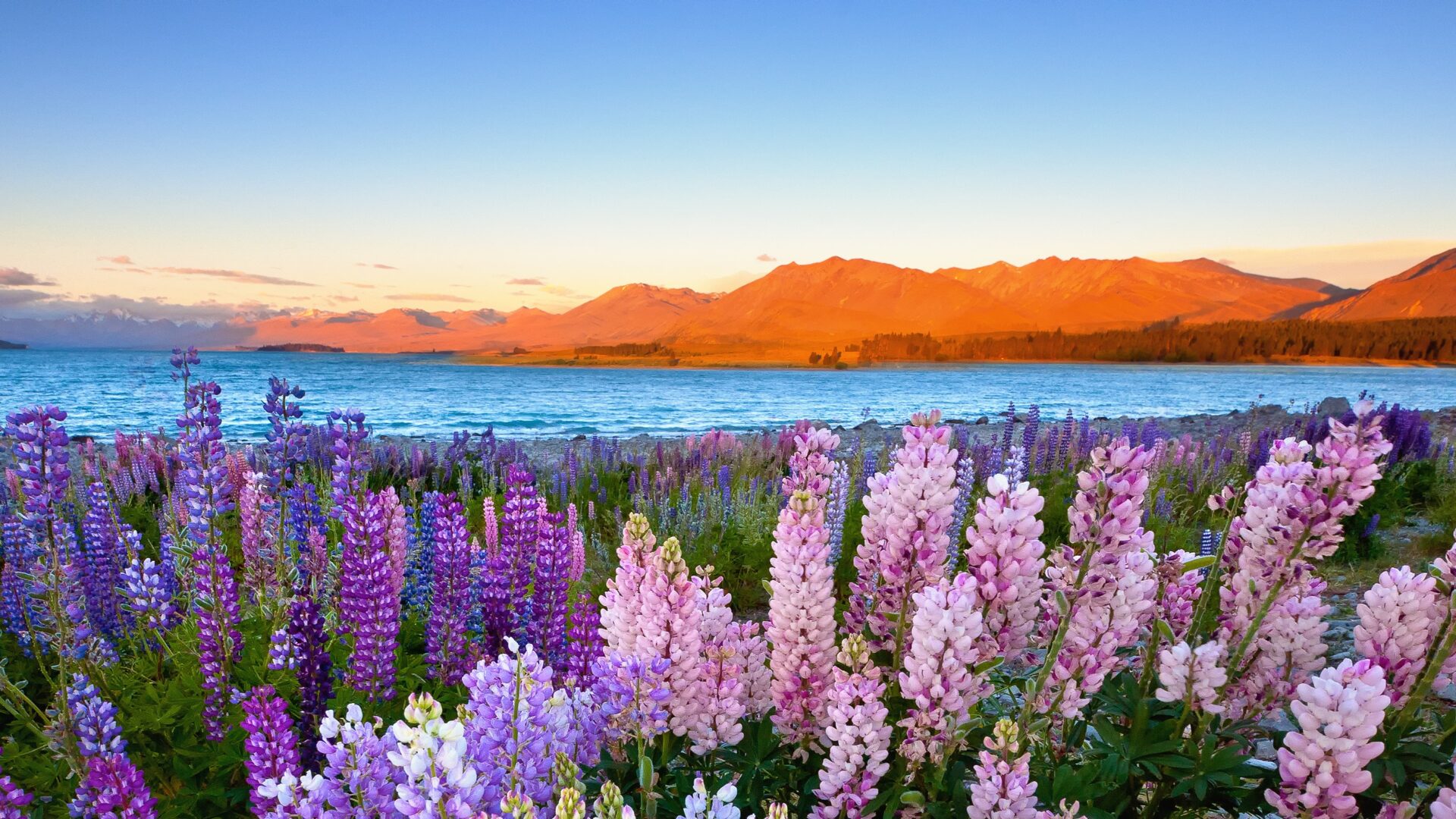 Lupins blooming in the sunset on the shore of Lake Tekapo New Zealand