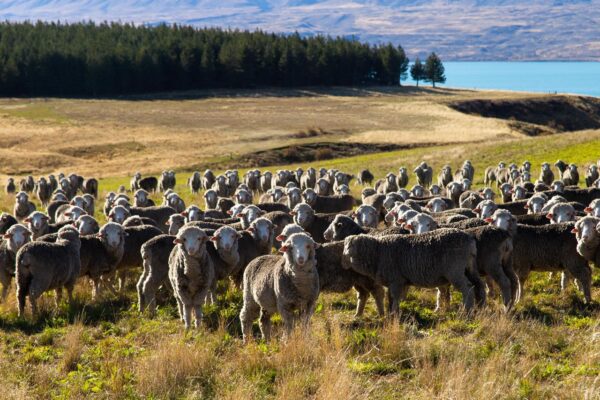 Sheeps in Lake Tekapo