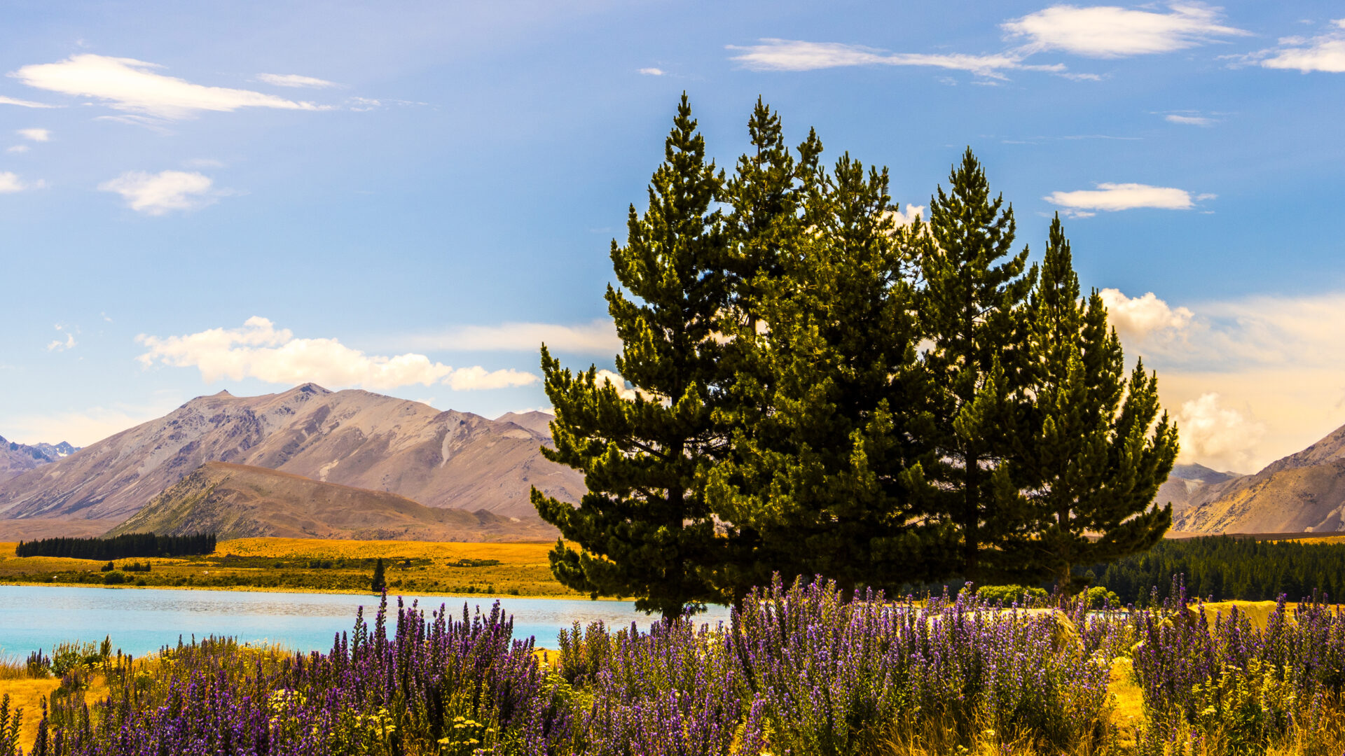 Lake Tekapo view